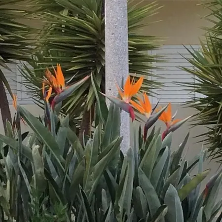 아파트 Vila Marachique 알보르